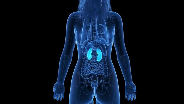 Animation of the structure of a woman's kidneys