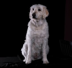 White haired terrier sitting on a shabby sofa