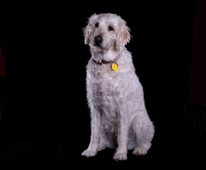 White haired terrier sitting on a shabby sofa