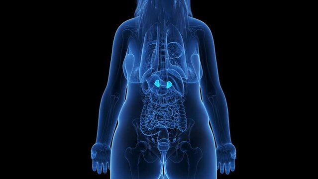 Animation of the adrenal glands of an obese woman