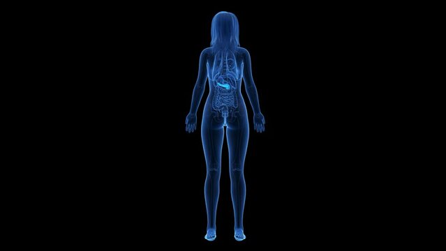 Animation of the structure of a woman's pancreas