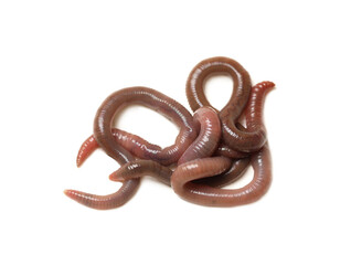 Fototapeta premium Many earthworms on white background. Terrestrial invertebrates