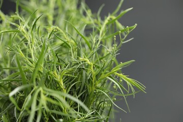 Fresh tarragon leaves on grey background, closeup Space for text