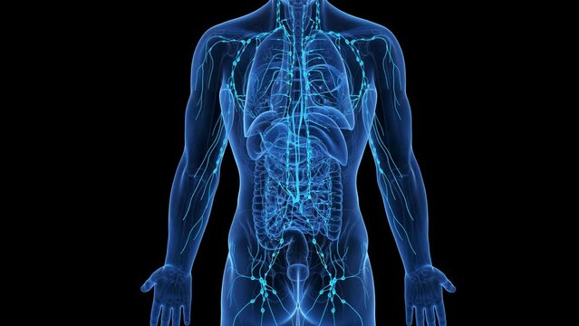 Animation of the structure of a man's lymphatic system
