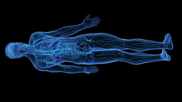 Animation of the structure of a man's lymphatic system