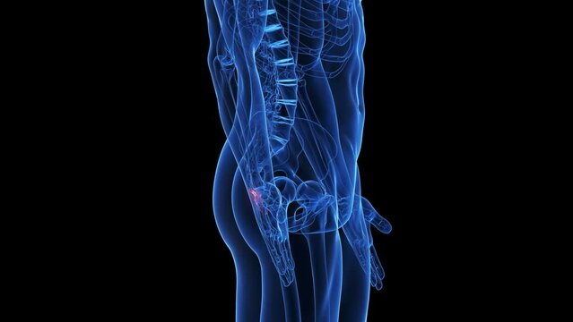 Animation of the skeletal structure of the coccyx