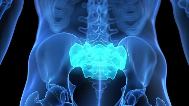 Animation of the skeletal structure of the sacrum