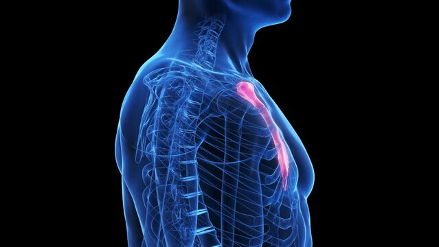 Animation of the skeletal structure of the breastbone