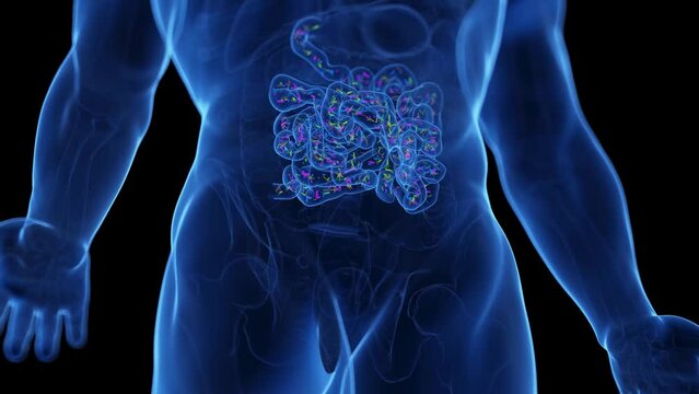 รูปภาพEnteric – เลือกดูภาพถ่ายสต็อก เวกเตอร์ และวิดีโอ56,474 | Adobe Stock