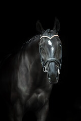 Black stallion on black background