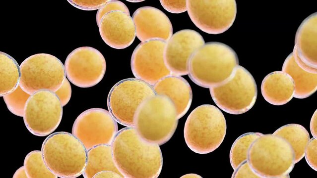 Animation of the growth of fat cells