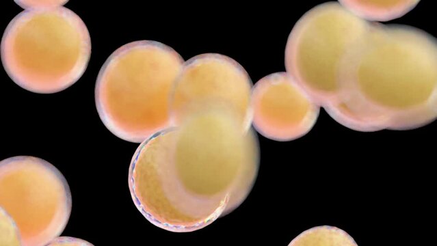 Animation of the growth of fat cells