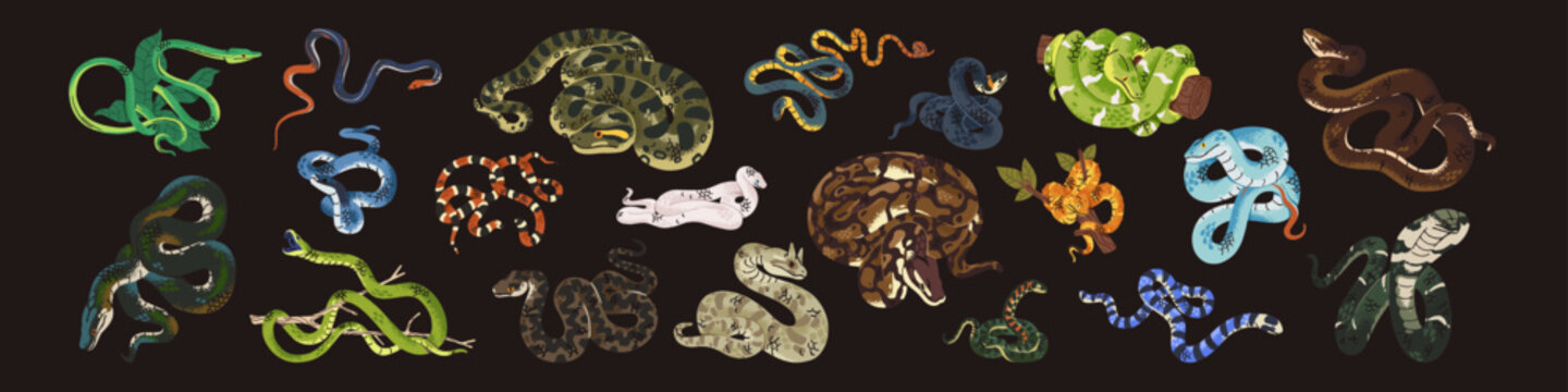 Dangerous snakes set. Exotic animals, jungle reptile, deadly fauna, venomous serpent: anaconda, python, cobra, viper, green boa, natrix, black mamba, taipan in zoo. Flat isolated vector illustrations