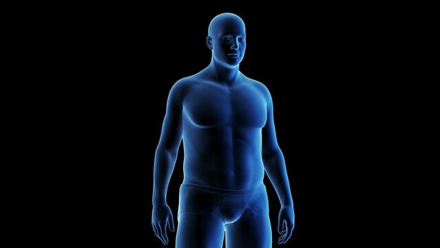 Animation of a man transitioning from fat to fit