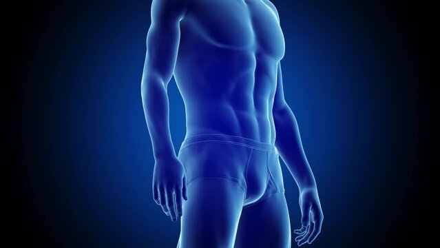 Animation of a man's fitness transformation