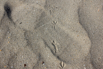 bird traces on the sand
