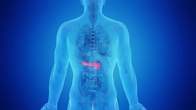 Animation of a healthy pancreas