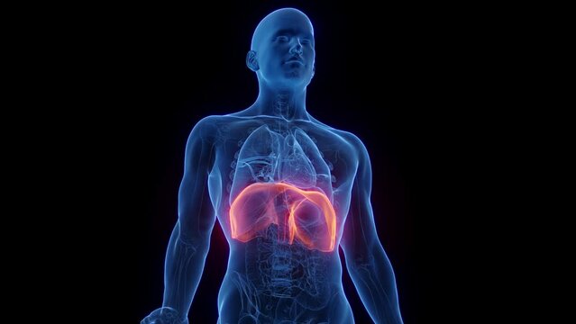 Animation of a breathing man's diaphragm