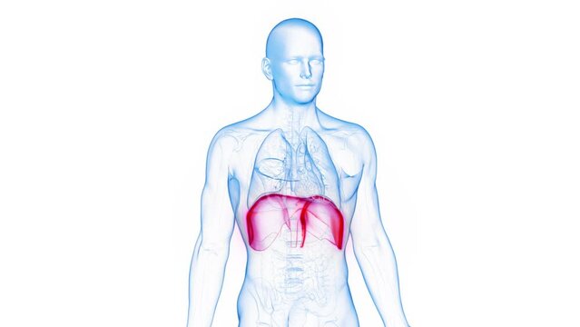 Animation of an man's diaphragm during breathing cycle