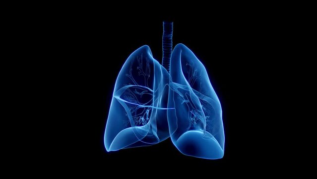 Animation of the lower respiratory tract while breathing
