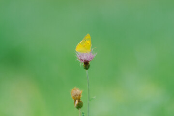 花の蜜を吸う蝶