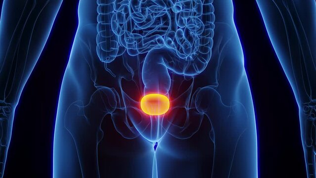 Animation of an adult male's urinary bladder