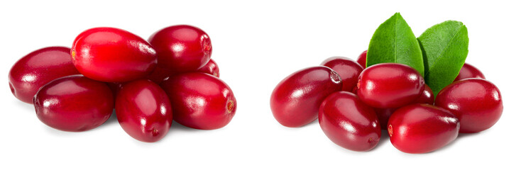 dogwood berries with leaves isolated on white background. clipping path