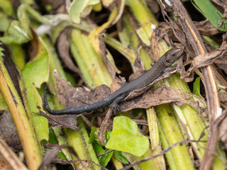 Juvenile Common Lizard Hiding in Vegetation