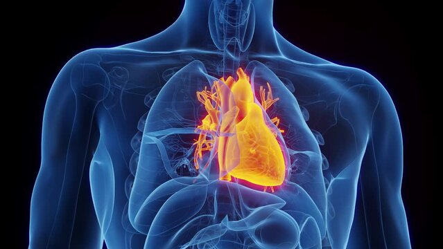 Animation of a man's heart