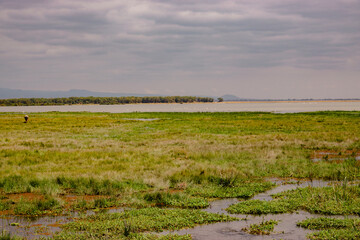 Fototapeta premium Feather reed grass growing in the wild at Enkongo Narok Swamp in Amboseli Nationa Park, Kenya