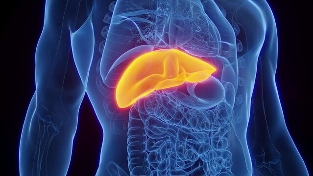 Animation of a man's liver