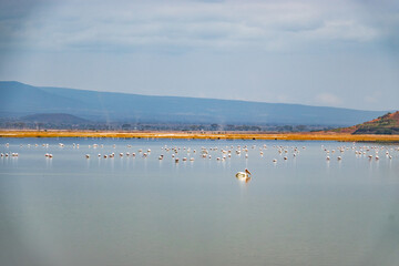 A flock of pelicans in the wild at Amboseli National Park, Kenya