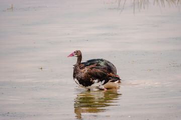A flock of egyptian geese in water at Amboseli National Park, Kenya
