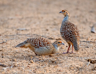 Grey francolin in forest