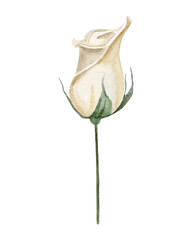 white rose isolated on white