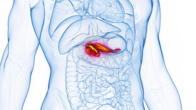 Animation of the pancreas of a male human