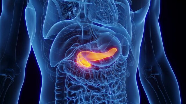 Animation of healthy male pancreas