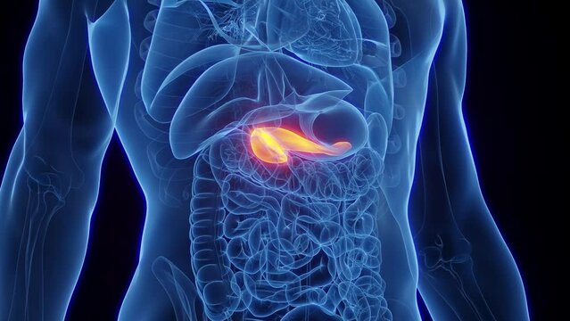 Animation of the pancreas of an adult male