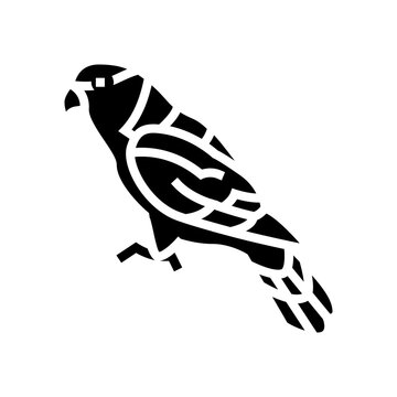 black capped lory parrot bird glyph icon vector. black capped lory parrot bird sign. isolated symbol illustration
