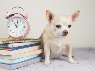 brown chihuahua dog sitting  with white vintage alarm clock 11 o'clock and stack of books on gray blanket and white background.