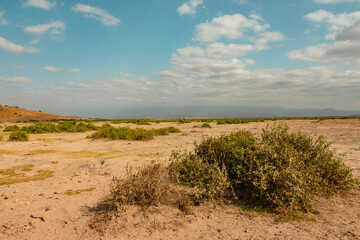 The savannah grassland laandscapes with Umbrella Thorn Acacia tree in the background at Amboseli National Park, Kenya