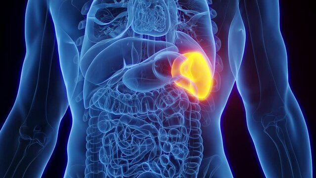 Animation of the spleen of an adult male