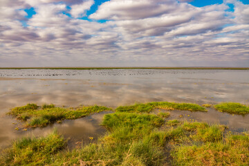 A panoramic view of the Enkongo Narok Swamp at Amboseli National Park, Kenya