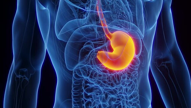 Animation of a healthy man's stomach