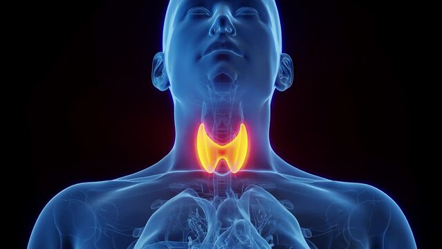 Animation of human male's thyroid gland