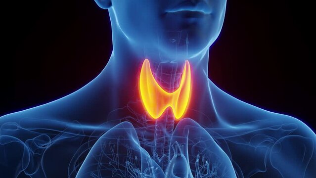 Animation of the thyroid gland of an adult male
