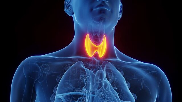 Animation of a male's thyroid gland