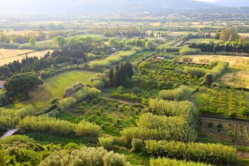 Orchards of Sardinia, Italy