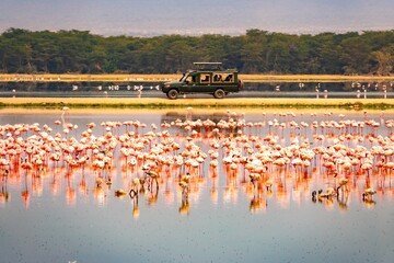 A flock of lesser flamingos against the background of safari vehicles in Amboseli National Park,...