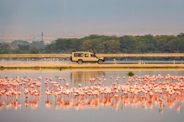 A flock of lesser flamingos against the background of safari vehicles in Amboseli National Park,...
